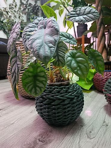 пласмас ящик: Плетёные кашпо — ручная работа - Назначение: декоративные — 7