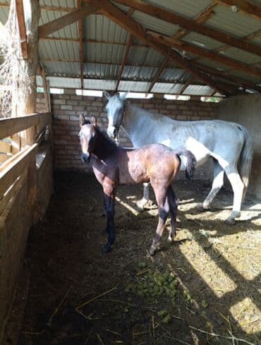 собака доберман сколько стоит: Сатам | Жылкы (эркек) | Жумушка — 4