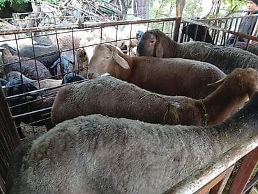 А/ч жаныбарларын сатам: Сатам | Ургаачы кой (ургаачы), Козу, Кочкор (эркек) | Гиссар, Аргын, Меринос | Союуга | Бычылган, Жасалма жол менен боозутуу, Ургаачы — 5