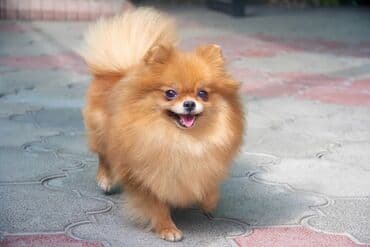 Ит бекер берем: Шпиц, 3 жаш, Ургаачы, Эмделген — 3