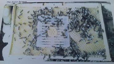 купить пчелопакет: Джентерский сот - позволяет пчеловоду получить маток высокого качества — 3