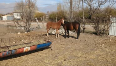 кыргыз добот ит: Сатам | Байтал, Тай | Аргын | Көбөйтүү үчүн | Асыл тукумдуу — 1