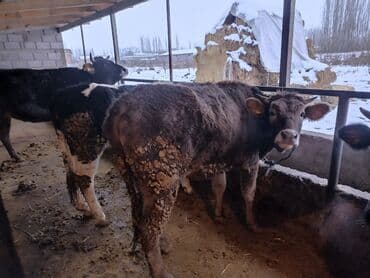 Сатам | Кунаажын | Голштин | Бордоп семиртүү үчүн | Байланган — 8