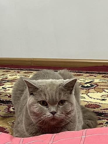 Шотландская девочка 6 месяцев отдается бесплатно в добрые руки