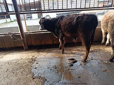 птицы бишкека: Продаю | Бык (самец) | На откорм | Привязанные — 6