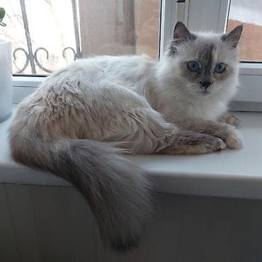 отдам котенка рэгдолл: 1 год, Девочка — 1