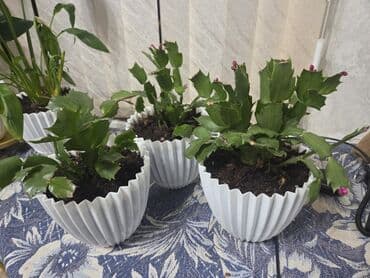 хризантемы в горшках: Декабрист (Schlumbergera, зигокактус) в горшке. - Компактные кустики — 2