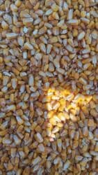 уголь кара кече бишкек цена: Жүгөрү Дүңүнөн — 1