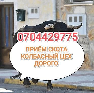 Частное лицо : Коровы, быки, Лошади, кони, Другие с/х животные, | Круглосуточно, Любое состояние, Забитый