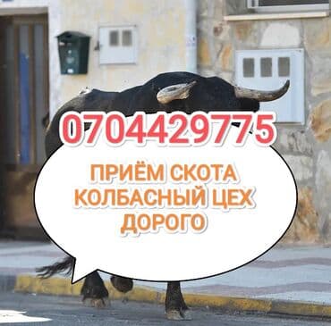 козу ачык бишкек: Сатып алам | Уйлар, букалар, Жылкылар, аттар, Башка а/ч жаныбарлары | Күнү-түнү, Бардык шартта, Союлган — 1