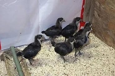 яйцо брамо: Продаю | Цыплята | Для разведения, Несушки — 3