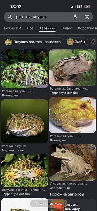 Рогатая лягушка (Pacman frog) с компактным террариумом Что внутри: -