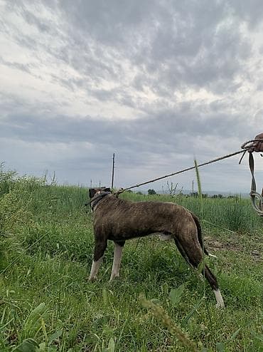 куньминская овчарка: Питбуль, 1 год, Самец, С прививкой — 3