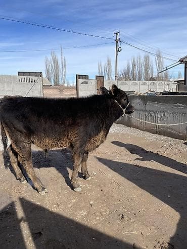 объявления о животных: Продаю | Бык (самец), Музоо, торпок | Симментальская, Шароле, Абердин-ангус | Искусственник — 1