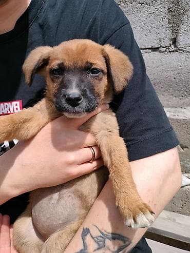 Отдам щенка в добрые и ответственные руки, девочка 🐶 Малыш очень