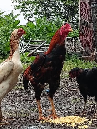 живые креветки купить: Продаю | Петух | Бойцовая | Для разведения — 2