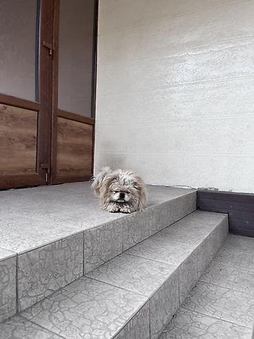 Ветеринар кызматы: Найден пес породы Пекинес в районе Кара-Жыгач. Собака без ошейника — 2