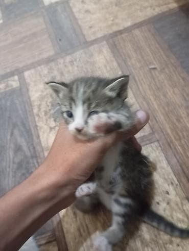 Продажа кошек: 🐾 Ищу добрые руки для котят Кошка родила 5 котят. Сейчас малыши — 10