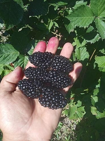 арки для растений: Саженцы ежевики (корнесобственные, без шипов) Описание: - Сильные — 4