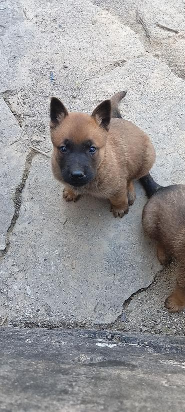 Бельгийская овчарка, 1 месяц, Самец, С родословной