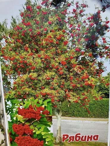 РябинаКалина. (Sorbus aucuparia) — декоративное и плодовое дерево