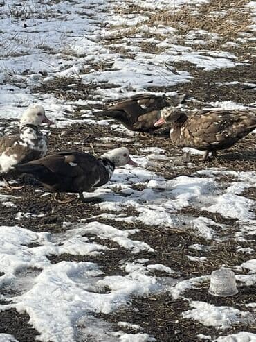 Ветеринар кызматы: Мускусные утки (индоутки), разноцветные окрасы. - Порода: мускусная — 3
