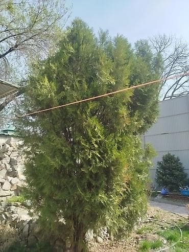 лавровое дерево: Туя западная (вероятно сорт Смарагд/Брабант), крупномерный куст/дерево — 2