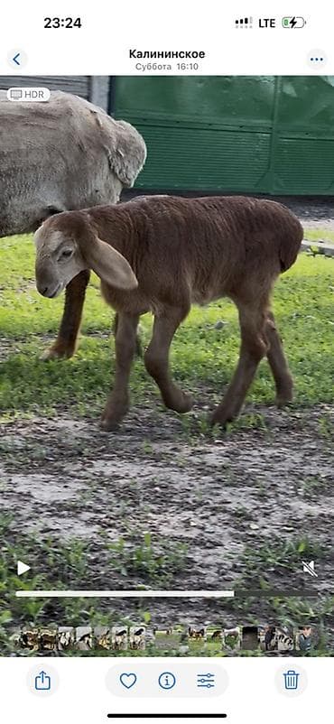 Продаю | Ягненок | Для разведения