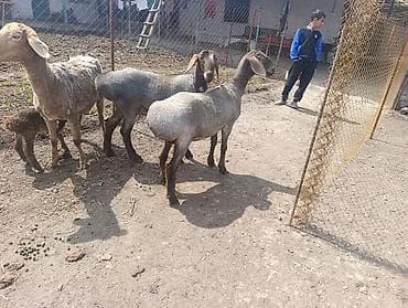 орёл завира: Продаю | Овца (самка) | Для разведения | Матка — 3