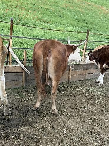 ящик пчела: Продаю | Корова (самка) | Герефорд | Для разведения — 3