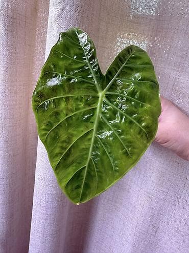 разный: 1. Алоказия Жаклин 2. Алоказия Найроби найтс 3. Алоказия Пинк Драгон — 2