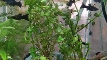 аквариумная рыбка: Аквариумные растения. Рыбки
большое разнообразие — 3