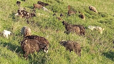 купить козу: Продаю | Коза (самка) | Для разведения | Племенные — 3