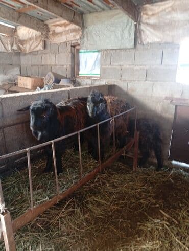 Собаки: Продаю | Баран (самец) | Для разведения | Племенные — 2