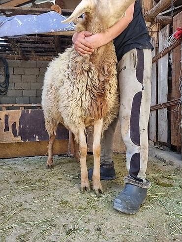 С/х животные и товары: Продаю | Баран (самец) | Арашан | Для разведения | Осеменитель — 3
