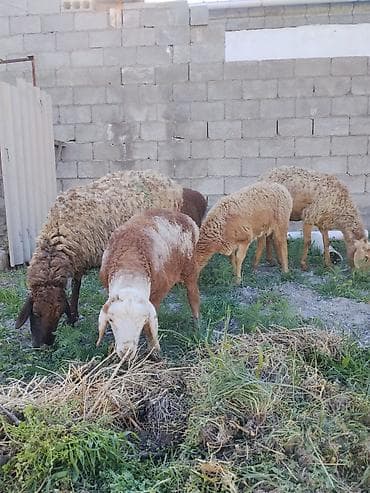 сенаш корм: Продаю | Овца (самка) | На забой — 2