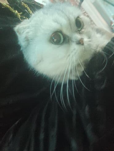 кошки без шерсти: Скотиш Фолд (Шотландская вислоухая), 1 год, Девочка, Белый, Приучена к лотку, Проглистована — 4