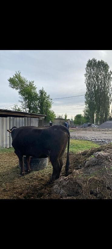 арпа нутанс: Продаю | Корова (самка) | Для молока | Привязанные — 4