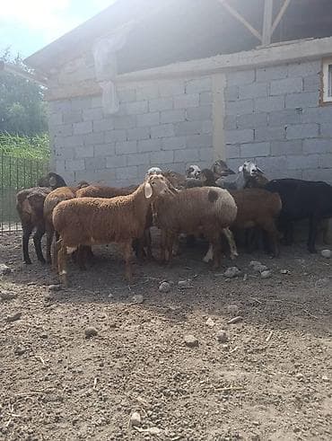 кора купить: Продаю | Овца (самка) | Для разведения — 4