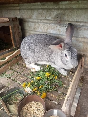 я ищу кроликов: Продаю | Крольчата | Для разведения — 5
