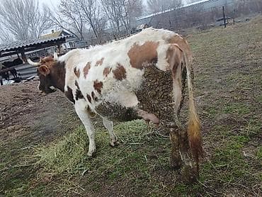 А/ч жаныбарларын сатам: Сатам | Уй (ургаачы) | Симментал | Сүт алуу үчүн | Музоологондон кийин — 10