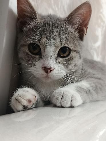 кошке: Кошка даром: Британская короткошёрстная, 1 год, Девочка — 2