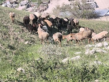 куры живые: Продаю | Овца (самка) | Для разведения | Матка — 7