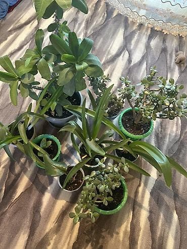 баа: 🪴 Комнатные растения по доступным ценам! 🌿 Цены — от 200 до 800 сом — 1