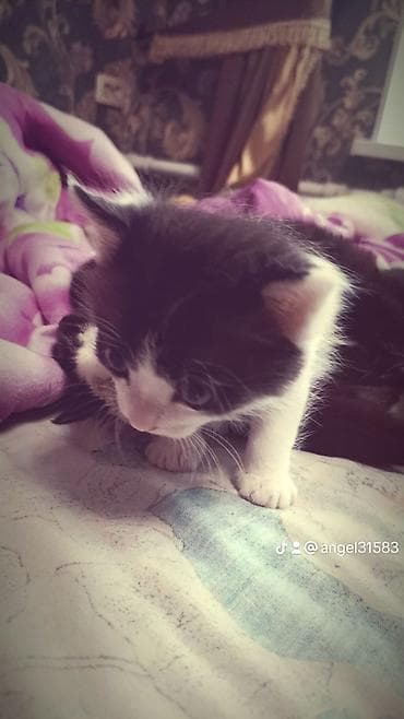 скоттиш страйт шотландская прямоухая кошка: Кошка даром: Скотиш Страйт (Шотландская прямоухая), 1 месяц, Мальчик, Приучена к лотку — 3