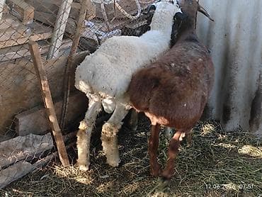 Продаю | Баран (самец) | Арашан — 3