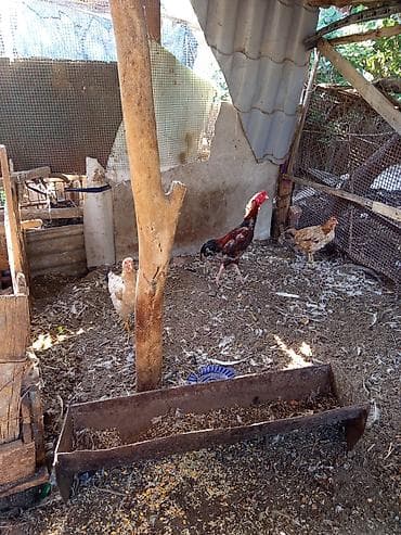 зоомагазин бишкек попугаи: Даканы Китайцы цена договорная — 1