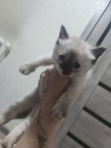 Котята от домашней кошки Отдадим котят в хорошие добрые руки. -