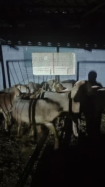 Продаю | Овца (самка) | Для разведения — 9