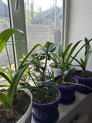 Комнатные растения в горшках — коллекция для дома и офиса. В